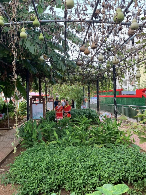 p24廣西壯族自治區貴港市蒙公鄉高占小學的種植園 雷湘竹 供圖.jpg
