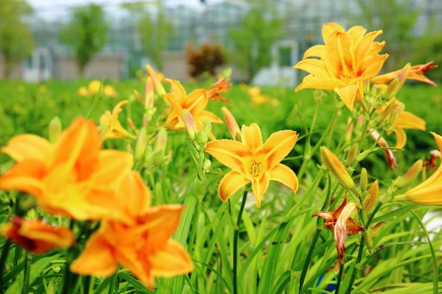 校地攜手讓小小萱草花釋放大能量。學校供圖