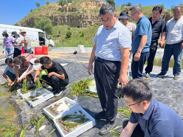 寧波大學將青蟹養殖技術送到陜西省榆林市 學校供圖.jpg