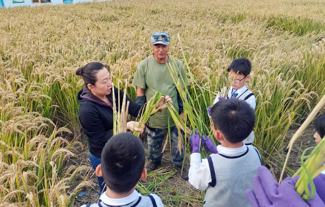 秋收時節，學生在老師指導下將水稻打捆   攝影  高望.jpg
